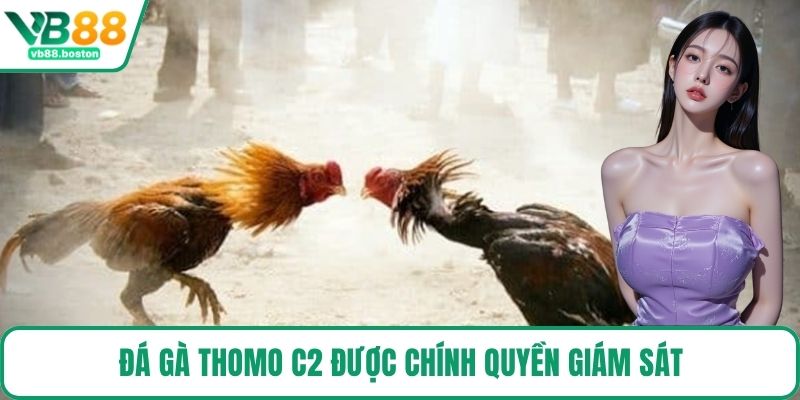 Đá Gà Thomo C2 được chính quyền giám sát